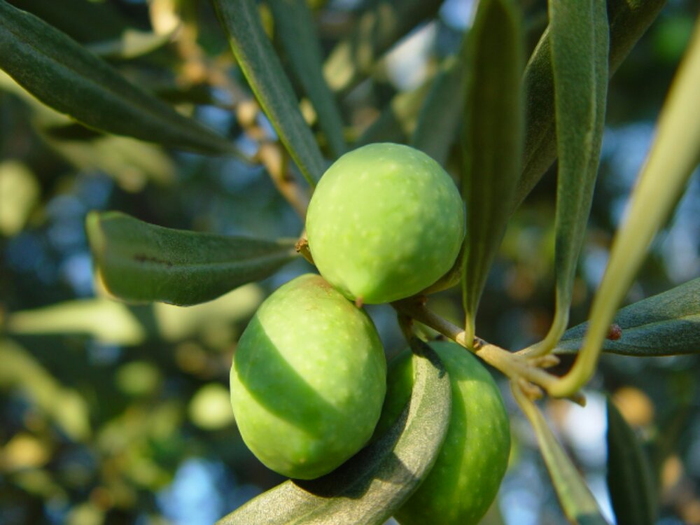 Olive di Sicilia.JPG image