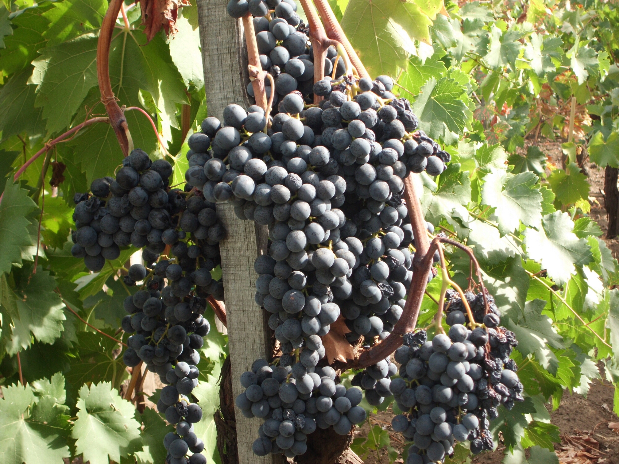 Randazzo etna uva vendemmia (1).JPG image